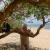 kauaiartist