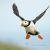 Opensky87