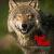 Red_Wolf