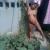 bangalicpl