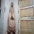 1nudemale