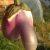 Ganeshh
