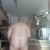 naturist_zg4506