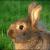 beaverbunny