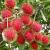 rambutan