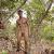 naturist_va5630