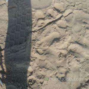 Solo nudist on the beach